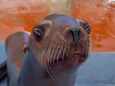 【陽気だねｗ】 カレからみなさまに挨拶です。がぁ～♪ → アシカ、こんな動きをします…