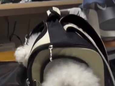 うちの犬がキャリーバッグに入ろうとしていた。くぬくぬくぬ～！ → 後ろ足がこうなっちゃう…