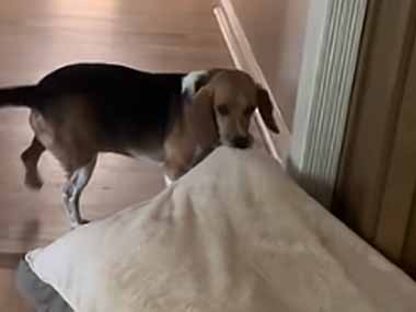 うちの犬がベッドを咥えて庭へ行こうとする。でもペットドアに引っかかって通れない → 犬は学びました…