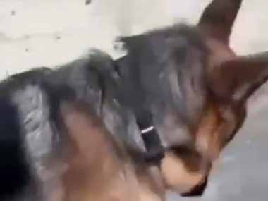 ネコは何をしているの？ ちょっと離れてよぉ！ → 困った犬と、くっつき猫はこちらです…