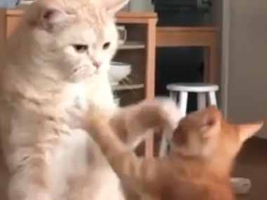 子ネコが猫にじゃれていた 生意気な奴め ひれ伏せ 猫はこうする 猫の動画 ねこわん