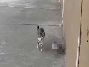 野良ネコが道端を散歩していた。お前らホントは仲良しなの？ → 一緒にやってきたのは…