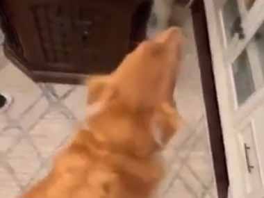 犬のおしりをちょっと撫でてみる。ノリノリ♪ → 犬はこうなります…