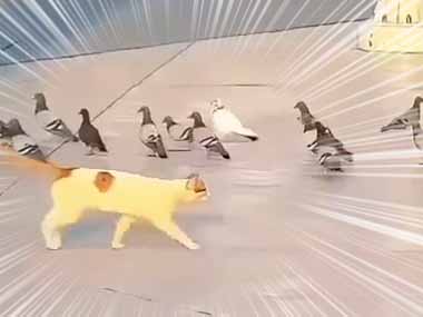 猫がハトを狙って走り出した。だがここは聖地メッカ → 猫も理性が働きます…