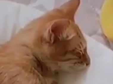 ネコと赤ちゃんはずっと仲良し スヤスヤもっふもふ お昼寝の時間はこうなります 猫の動画 ねこわん ネコと赤ちゃんはずっと仲良し スヤスヤもっふもふ お昼寝の時間はこうなります 猫の動画 ねこわん