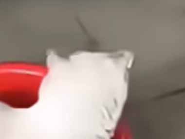 【ネコ】 洪水で家の中まで水が入ってきた。ぷかぷか～♪ → 避難中の猫はこちらです…