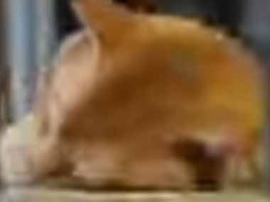 ネコが外で寝ていた。ひんやりして気持ちいいのかな？ → 塀にくっついて寝ている姿はこちらです…