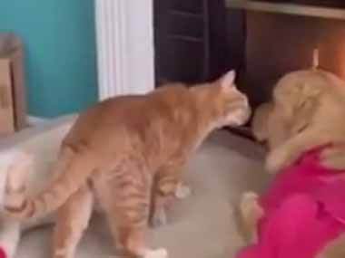 【ネコ】 うちの犬が手術から帰ってきた。大丈夫？早く元気になってね → 同居猫はこうなります…