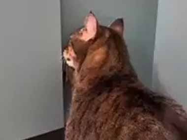 ネコを病院に連れてきた。どこかに隠れる場所はないかな？ → こうなった…