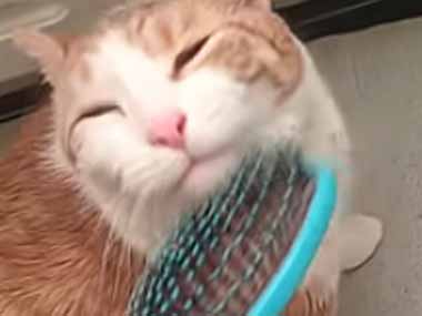 猫のアゴをブラシで撫でてみた。ゴシゴシゴシ♪ → 猫の後ろ足はこうなります…