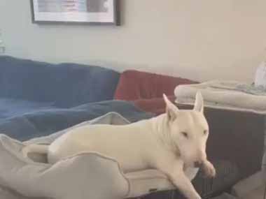 犬がケージの上でくつろいでいた。どけどけどけ～！ → ケージの中の犬はこうします…