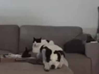 ネコと２匹の犬がくつろいでいた。ここでずっと良い子にしてたよ♪ → 飼い主の帰宅に気づくと１匹の犬はこうします…