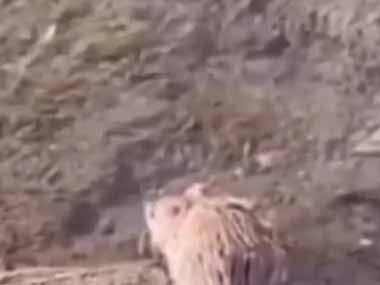 水辺にいる魚を獲るネコはたまにいる。獲物発見！ → ネズミはこうします…