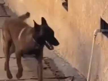 犬がトコトコやってきた。壁には小さな穴が開いている → 常習犯はこうします…