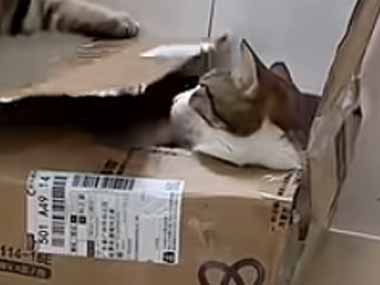 ネコが箱から顔だけを出して、まったりしていた。嫌がらせですか？ → やってきた同居猫はこうする…
