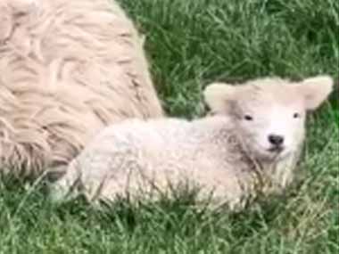 【モフモフ】 母羊と２匹の子羊がいた。ママは最高のベッドだね → １匹はここで寝ています…