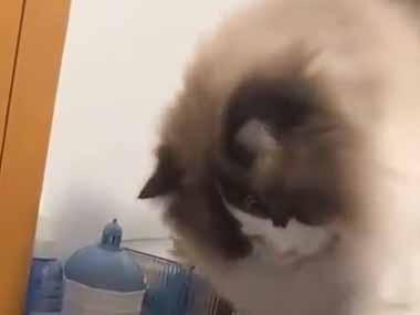 うちのネコが机から物を落とそうとする。でも気が変わったのかやめてくれた → さすが猫ですね…