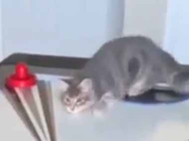 ２匹のネコが真剣に勝負していた。ちょんっ♪ → 猫のエアホッケーはこちらです…
