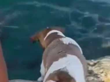 イヌが海を覗き込んでいた。隣で男がパンくずを投げ込む → 犬はこうします…