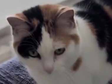 ネコ飼いが新しいブランケットを買ってきた。猫は気に入ったようだ → さっきからずっとこうしています…