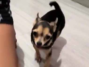 イヌの背中を掻いてみる。カキカキカキ♪ → すると犬はこうなります…