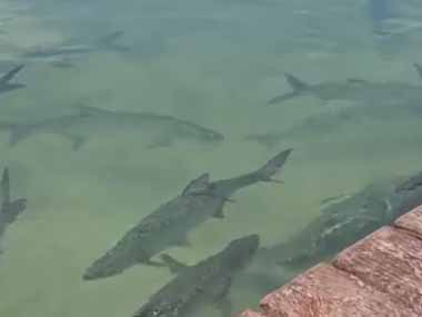 大きな魚たちが水面に集まっていた。男が桟橋から小魚をあげてみる → ファッ！？…