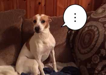 うちのイヌが勝手に グラノーラバー を食べたようだ 破れた袋を見せてみる 犬はこうなる 猫の動画 ねこわん うちのイヌが勝手に グラノーラバー を食べたようだ 破れた袋を見せてみる 犬はこうなる 猫の動画 ねこわん