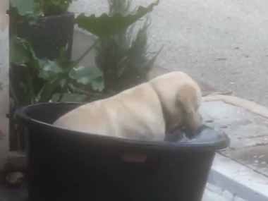  【イヌ】 今日はとても暑いので、桶に水を入れてみた。ヒャッハ～！ → 犬はこうなった…