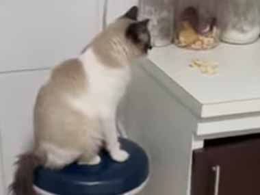 【猫】 カウンターの上にオヤツを置いてみた。床にいる犬は届かない → やさしい猫はさりげなくこうします…