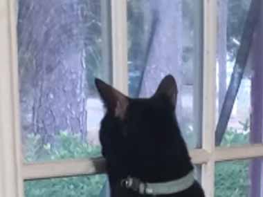 うちのネコは窓の外を見るのが好き。ガシッとにゃ♪ → 今日もこんな格好です…