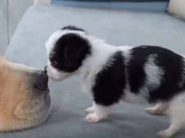 先住犬とはじめて会う小さな子犬。この、このぉ～！ → とっても凶暴です…