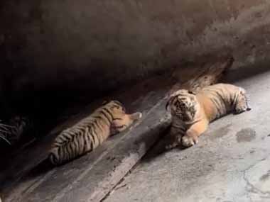 ２匹の子ネコが静かに寝ていた。その姿が可愛いので見ていた → お母さんに怒られた…