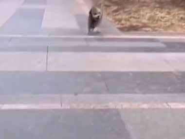 イヌがこっちに駆け寄ってきた。今日は風は強かった → こうなった…