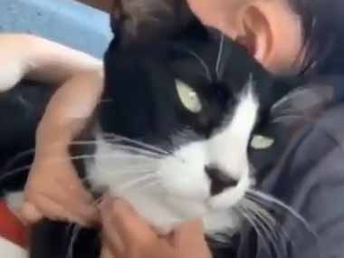 ネコ飼いのお宅に人間の赤ちゃんが生まれた。赤ん坊の時は良き守り手 → そしてふたりは親友になりました…