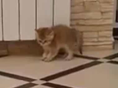 床にいる子ネコにもう１猫の子猫が近づいた。こにょやろ～！ → デスマッチがはじまった…
