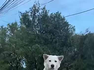 あなたもきっと２度見してしまう。通りを歩く人を観察中♪ → 犬はいつもここにいます…