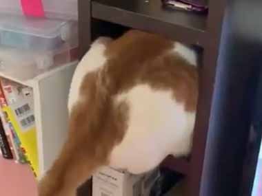 ネコが狭い棚の中でモゾモゾしていた。無理やり方向転換♪ → こうなった…