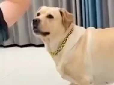 【イヌ】 飼い主がオモチャを投げる。取ってこい！ → 犬は隙きを逃さない…