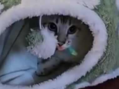 【ネコ】 床にドーナツ型のベッドが置いてあった。加速器、暴走状態です！ → 中で猫粒子はこうなります…