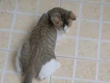 ネコ飼いが床に散らかった猫砂をホウキで集めていた。手伝うよ♪ → さすが猫ですね…