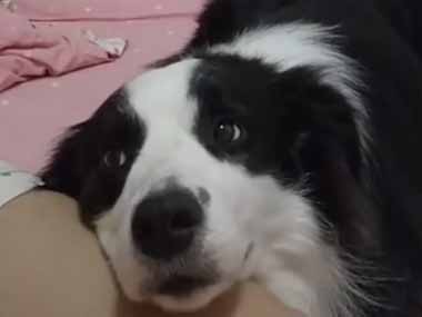 イヌは撫でてほしい時どうするの？ → うちの犬はこうなります…