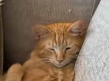 うちの猫がソファでまったりしていた。人間みたいだね → 後ろ足をこうします…