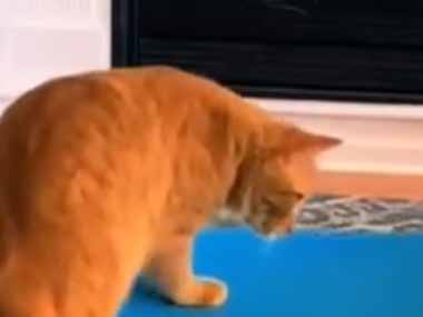 ネコが自分で椅子に乗った。楽しんでいるのかな？ → バランスチェアでこうなります…