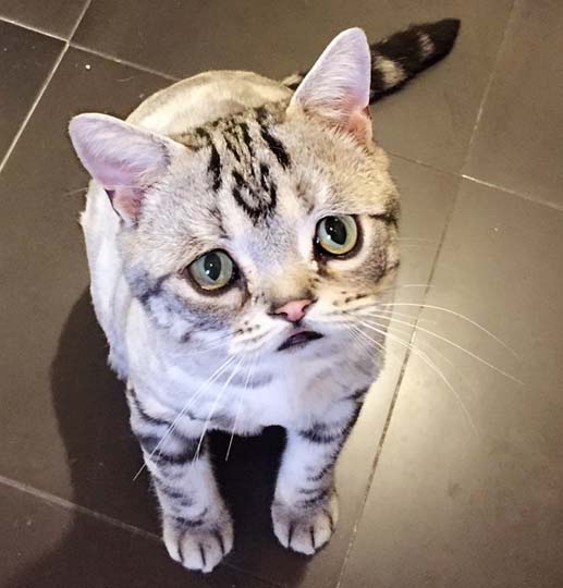 ネコがものすごく 悲しい顔 をしている でもこれが普通なんです 猫の動画 ねこわん ネコがものすごく 悲しい顔 をしている でもこれが普通なんです 猫の動画 ねこわん
