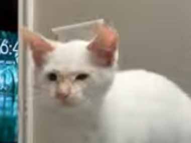 うちの子ネコは歯磨き粉のニオイが嫌い。私が歯を磨く → 子猫は隣でこうなります…