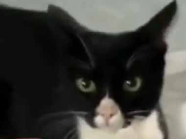 うちのネコに指を差してみた。むむむっ！ → 猫はこうなります…