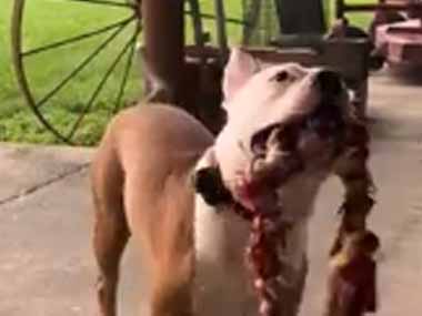 イヌが太いヒモを咥えていた。今どんな気持ちなの？ → 見ればわかります…