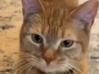 ネコが私に話しかけてきた。どうしたの？ → 何かしゃべっているけどネコ語だからわからない…