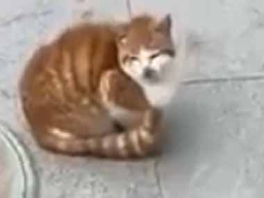 野良猫たちのために家を作ってみた…