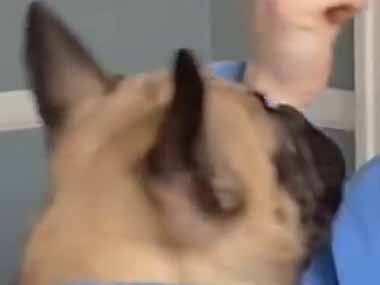 うちの犬はちょっぴり運動不足。私がオヤツを食べる → 犬、腹筋です…